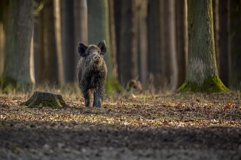 Wildschwein geht im Wald spazieren
